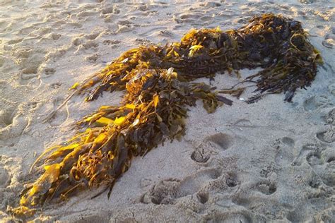 Magic xeweed seal beach